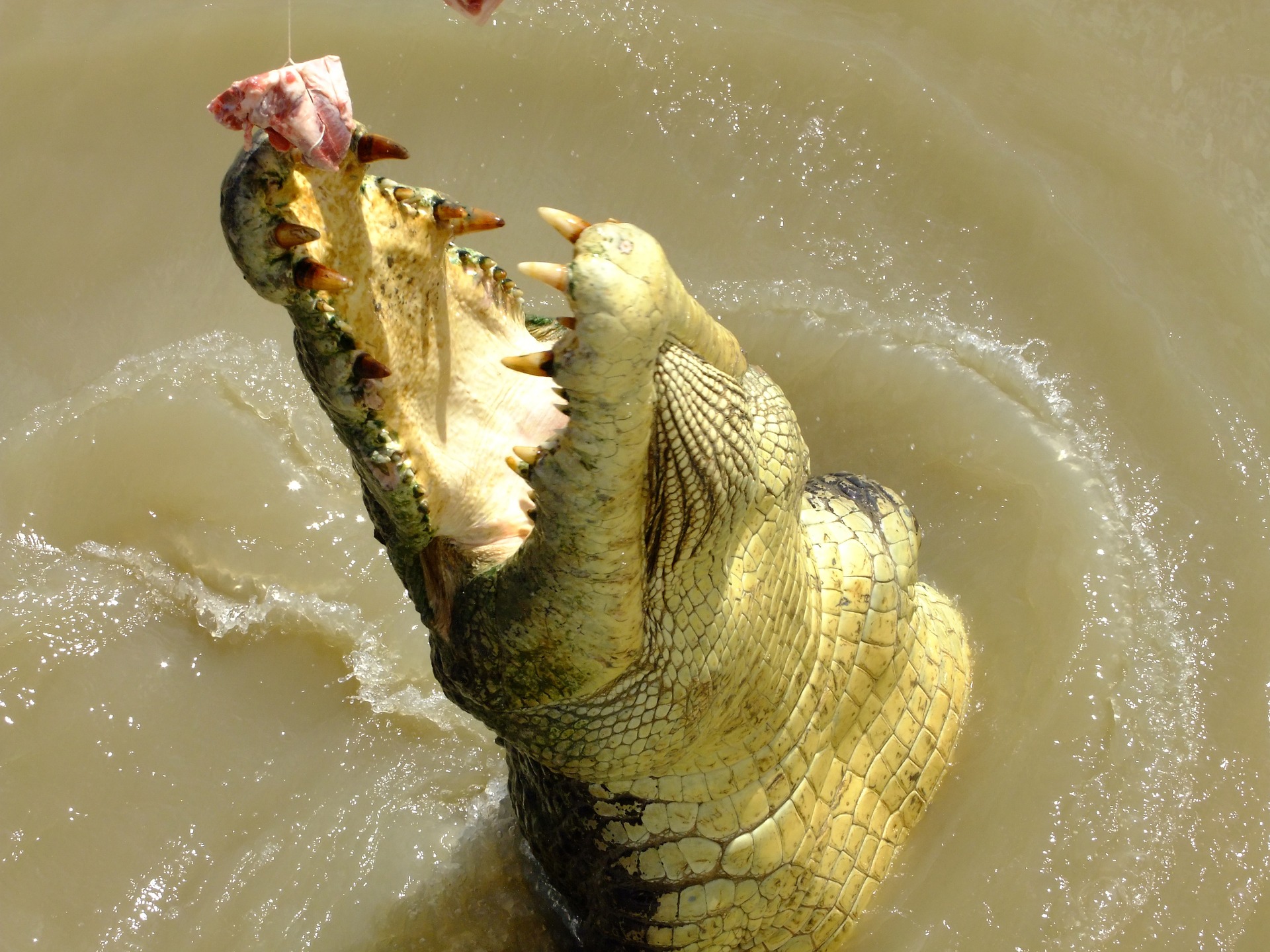 Vietnamese Saltwater Crocodile