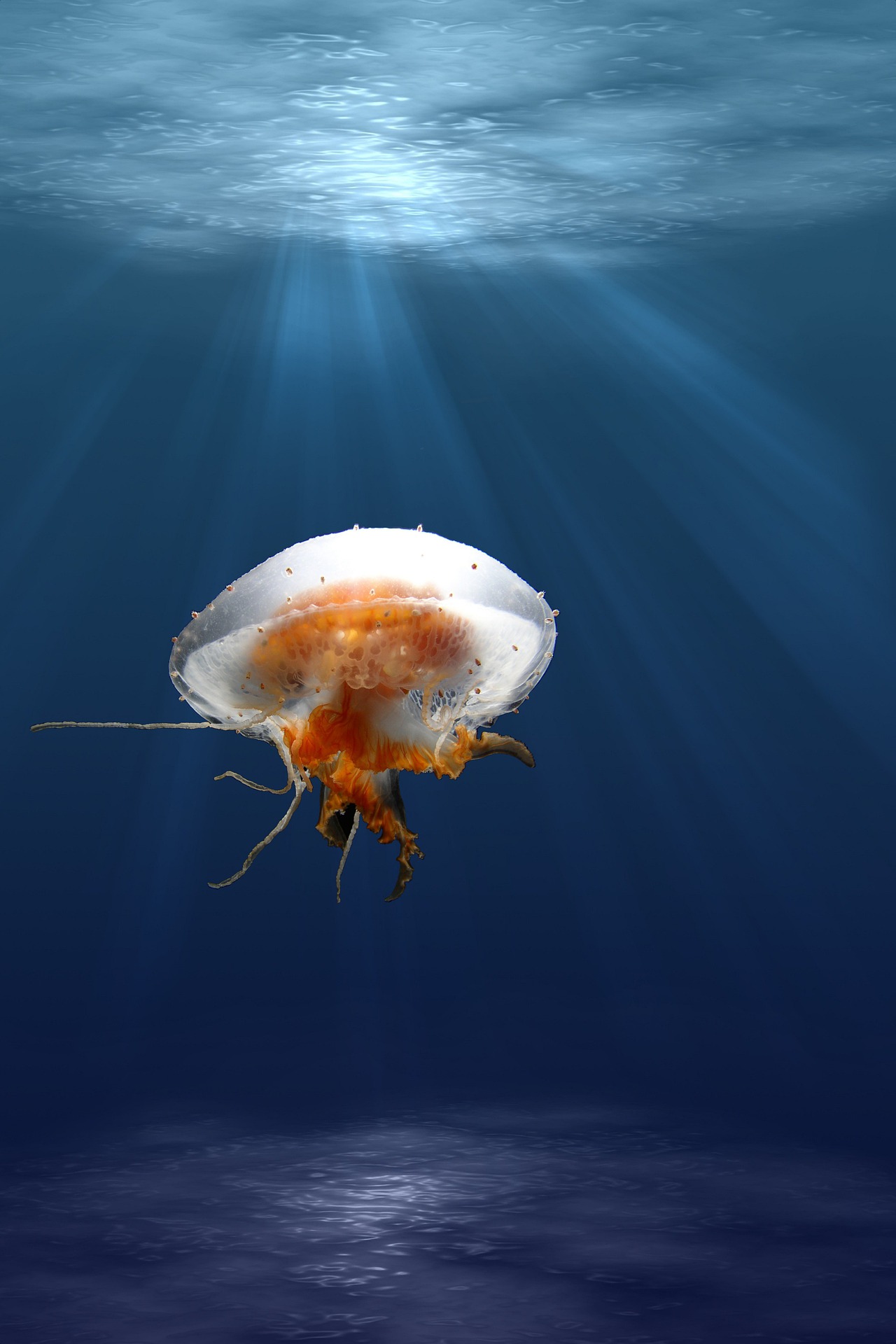 Jellyfish Vietnam