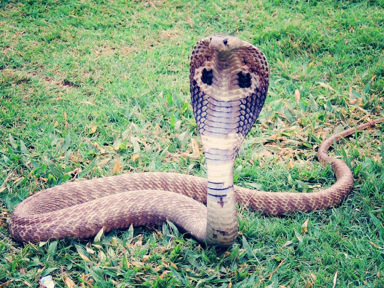 King cobra Vietnam