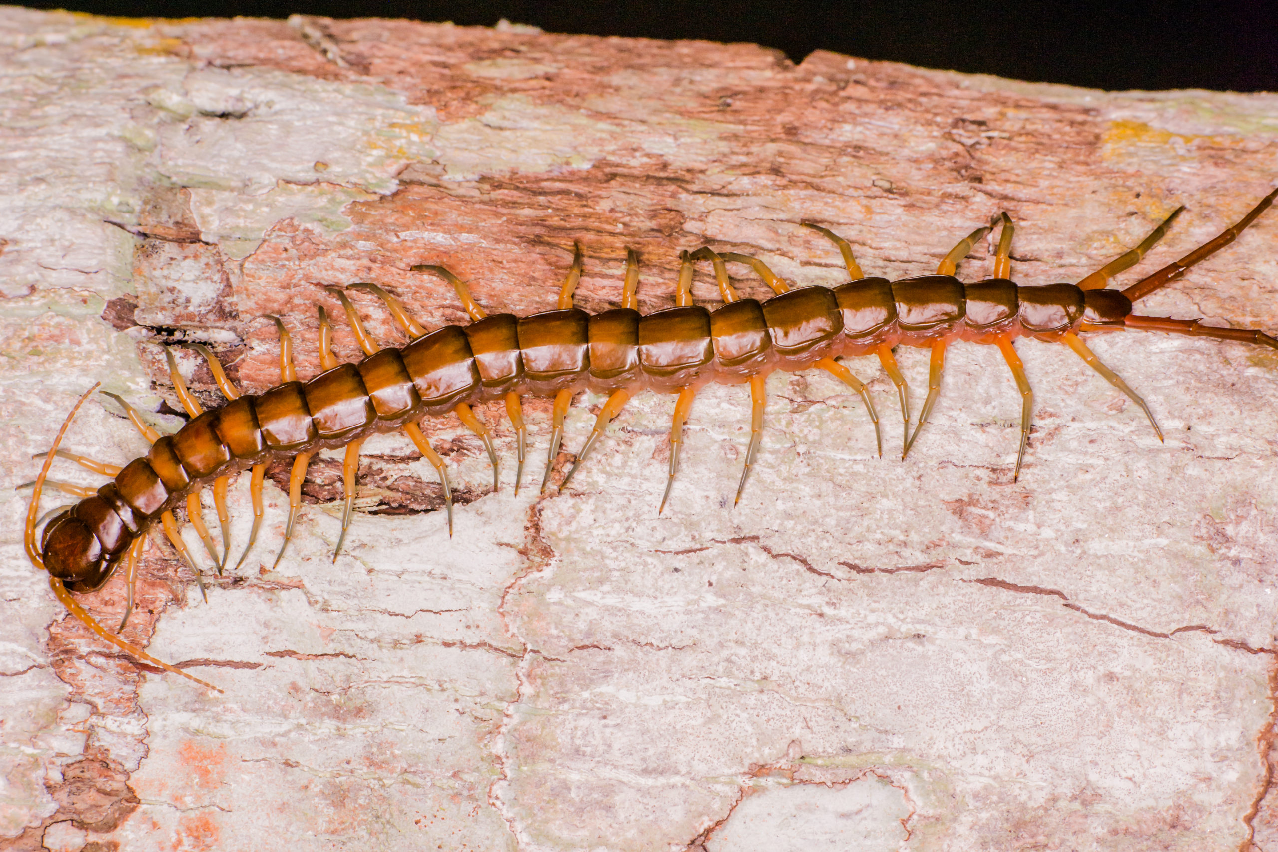 vietnamese giant centipede