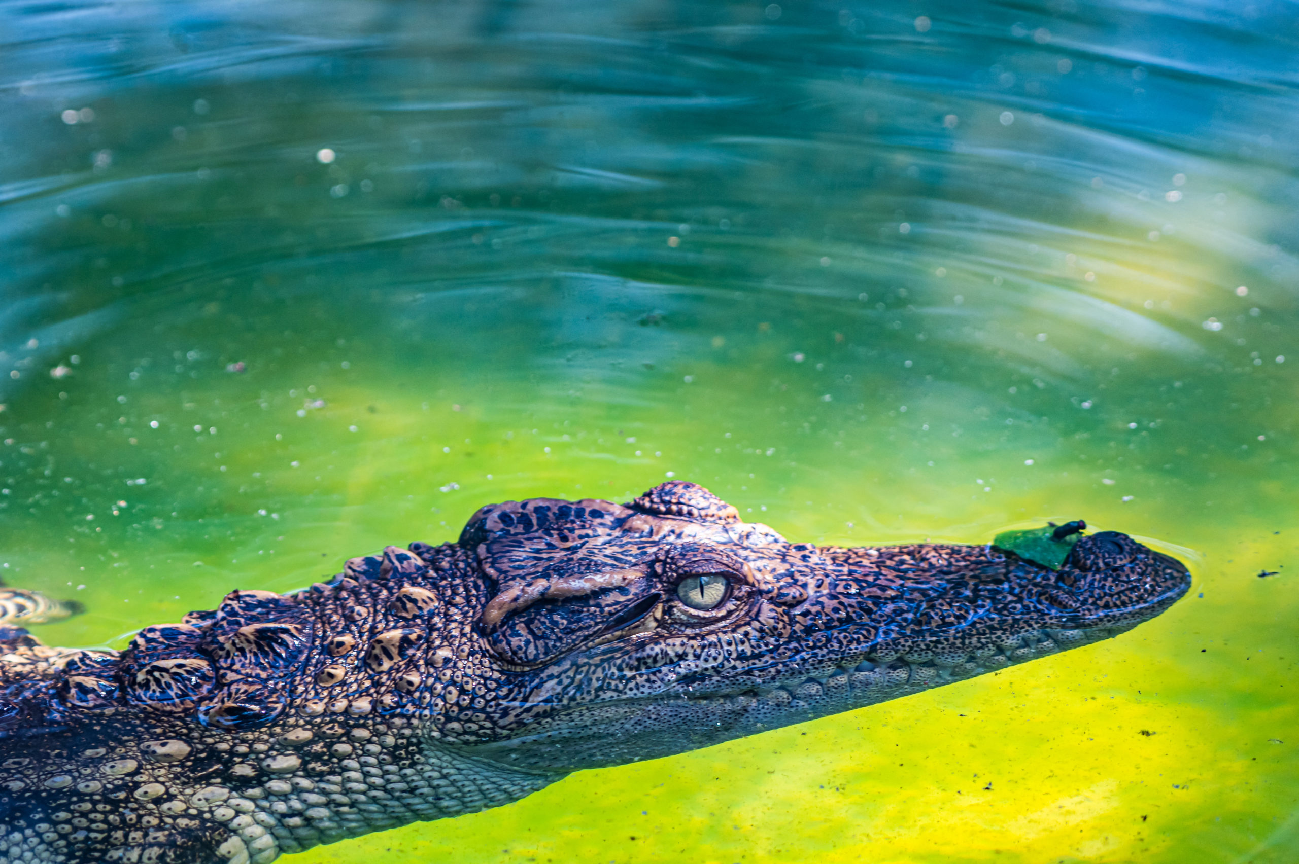 Siamese Crocodile Vietnam